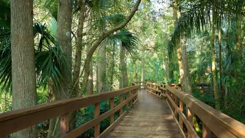 Windshield Replacement Plant City